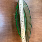 Vintage Green Leaf Heisey Trinket Dish